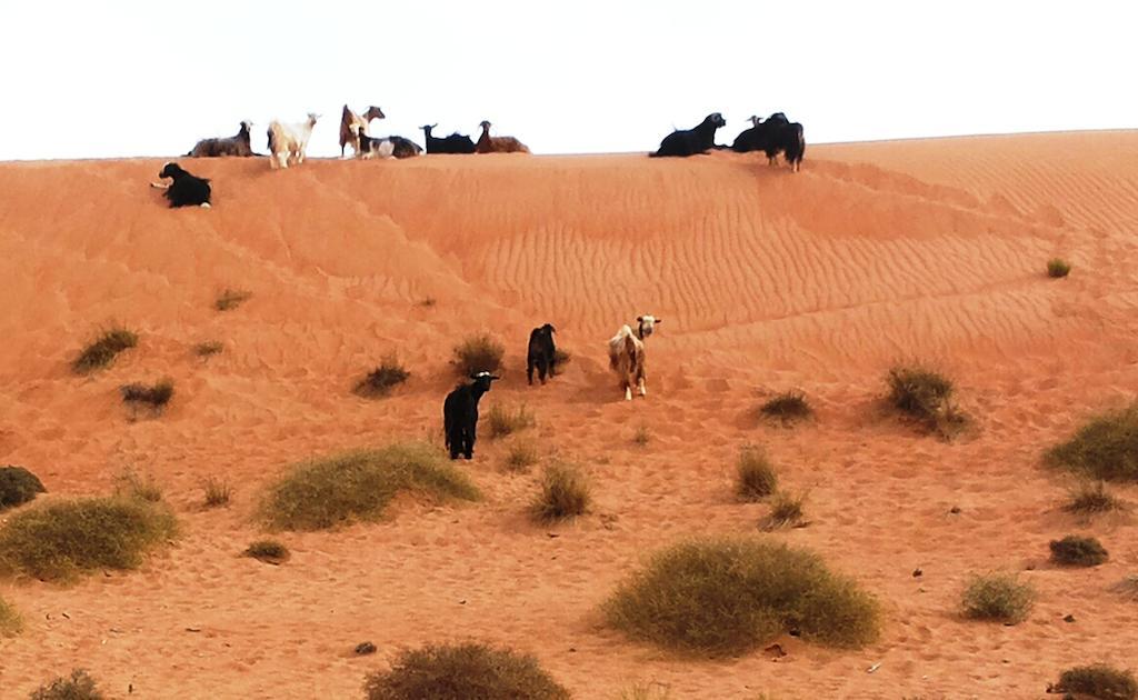 Sand Delight Camp Al Wāşil Eksteriør billede